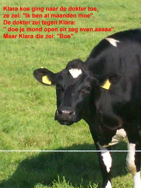 1001 Gedichten &amp; Gedichtjes - Gedicht 'Klara koe' door Janneke Troost