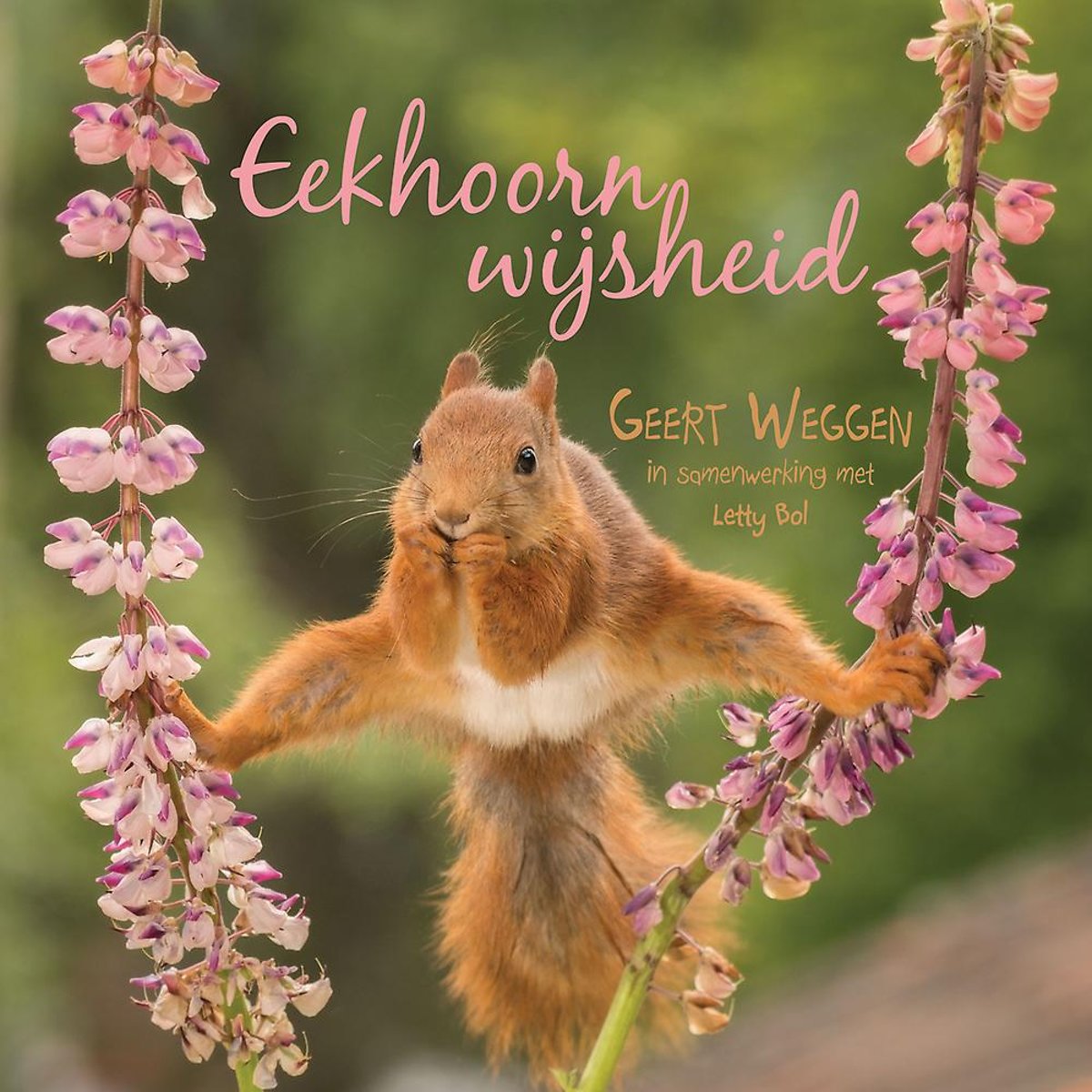 Eekhoorn wijsheid